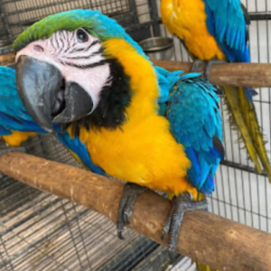 Brisa - Hembra de Guacamayo Azul y Amarillo de 6 meses