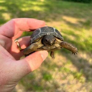Tortuga Aldabra (Aldabra Tortoise) – Hatchling