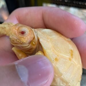 Tortuga Sulcata Albina (Albino Sulcata)