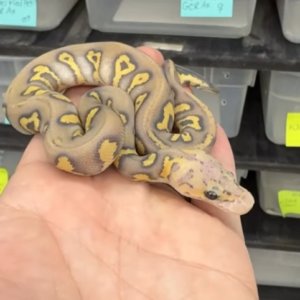 Pitón real · Pastel Stranger Chocolate Hypo Clown