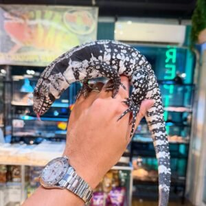 Tegu Azul · “Aquafina”