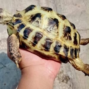 Russian Tortoise (Tortuga Rusa)