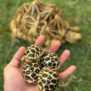 Tortuga Estrella de Birmania (Burmese Star Tortoise)