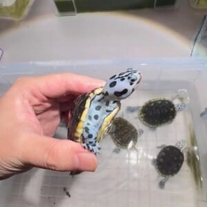 Tortuga de Diamante (Diamondback Terrapin)