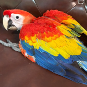 Chica - Hembra de Guacamayo Escarlata de 4 meses