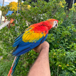 Paloma - Hembra de Guacamayo Escarlata de 1 año