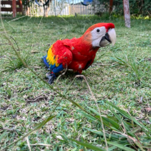 Rosa - Hembra de Guacamayo Escarlata de 6 meses