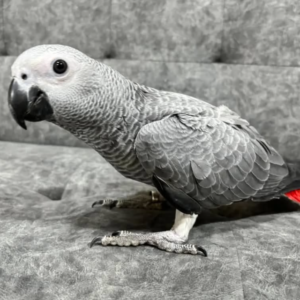 Lora · Loro Gris Africano · Hembra · 1 año