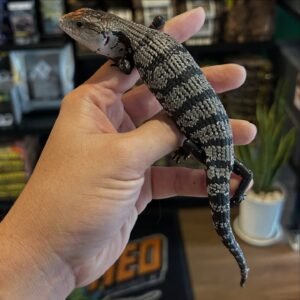 Esquinca de Lengua Azul Axántica