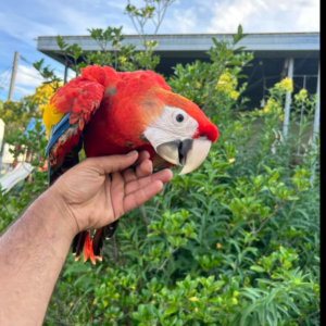 Chico - Macho de Guacamayo Escarlata de 1 año