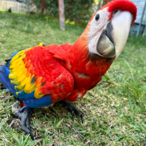 Dante - Macho de Guacamayo Escarlata de 6 meses