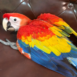 Beto - Macho de Guacamayo Escarlata de 4 meses