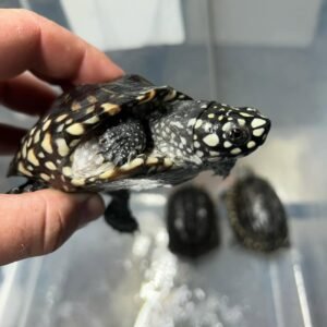 Tortuga Manchada India (Indian Spotted Turtle) – Chunky yearling