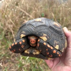 Tortuga de Patas Rojas (Brazilian Cherryhead) – Adulto Caatinga locale