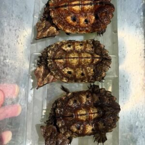 Mata Mata Turtle (Tortuga Mata Mata)