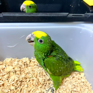 Rosita - Hembra de Loro Amazónico de Cabeza Amarilla Doble de 6 meses