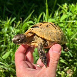 Juvenile Greek Tortoise (Tortuga Griega)