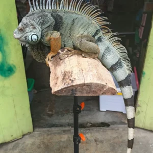 Iguana Colombiana Verde