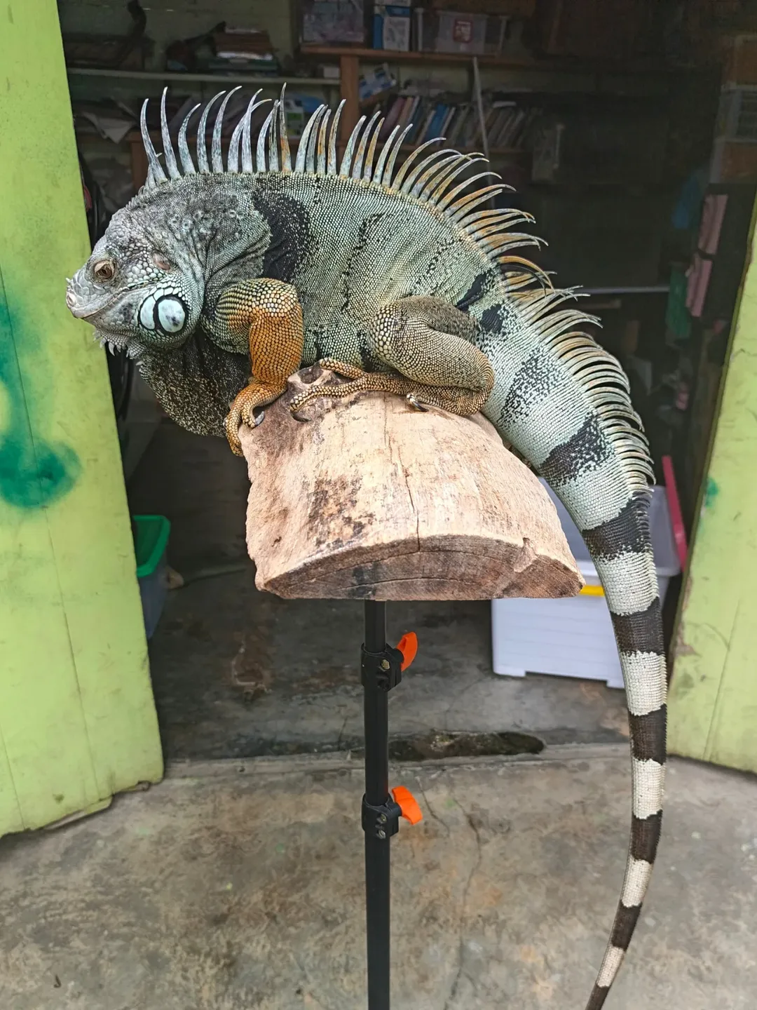 Iguana Colombiana Verde