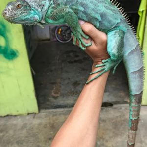 Iguana Axántica (Azul)