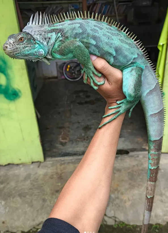Iguana Axántica (Azul)