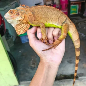 Iguana Roja Granito