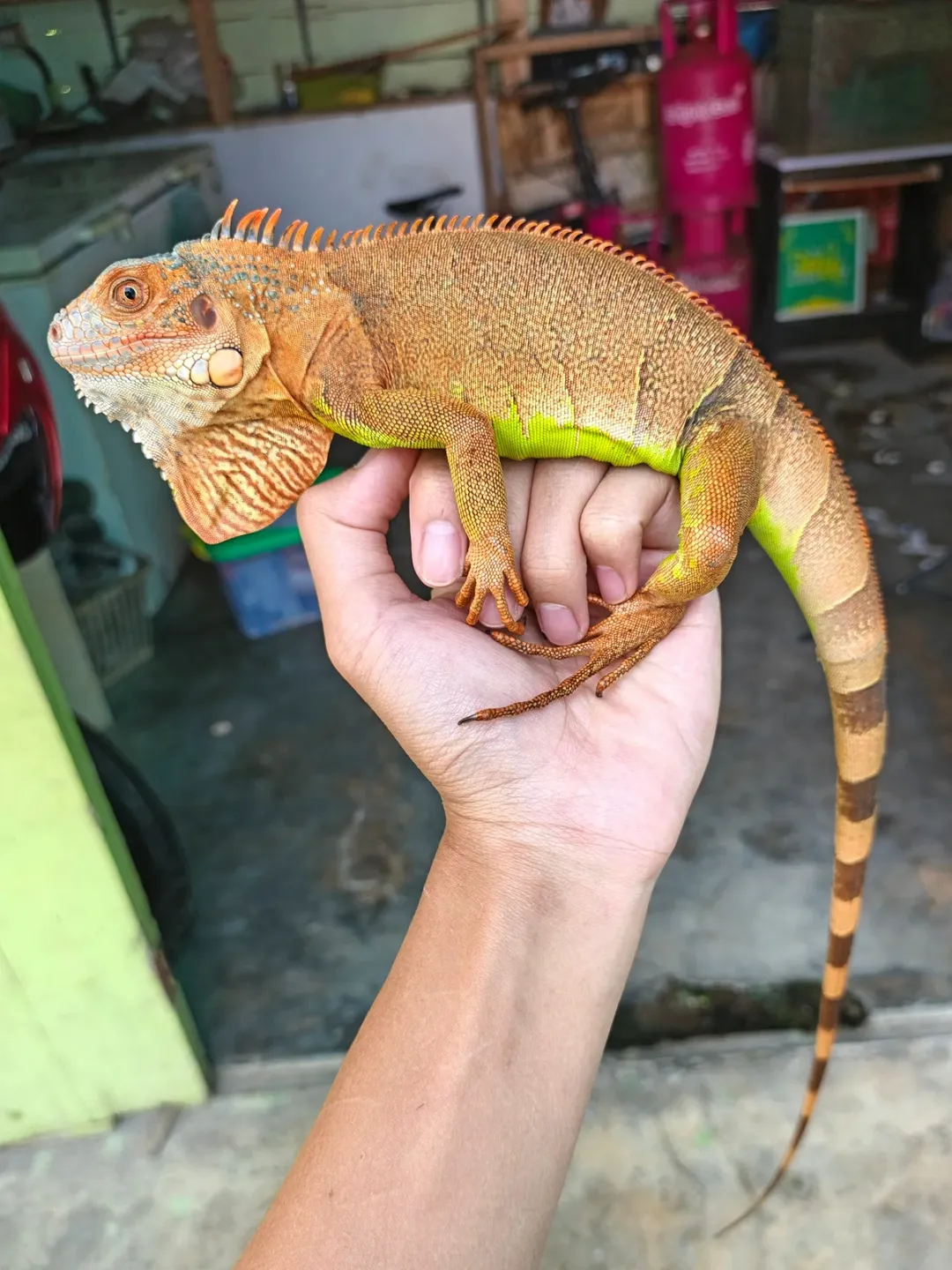Iguana Roja Granito