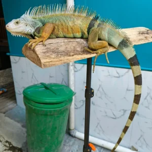Iguana Verde Común