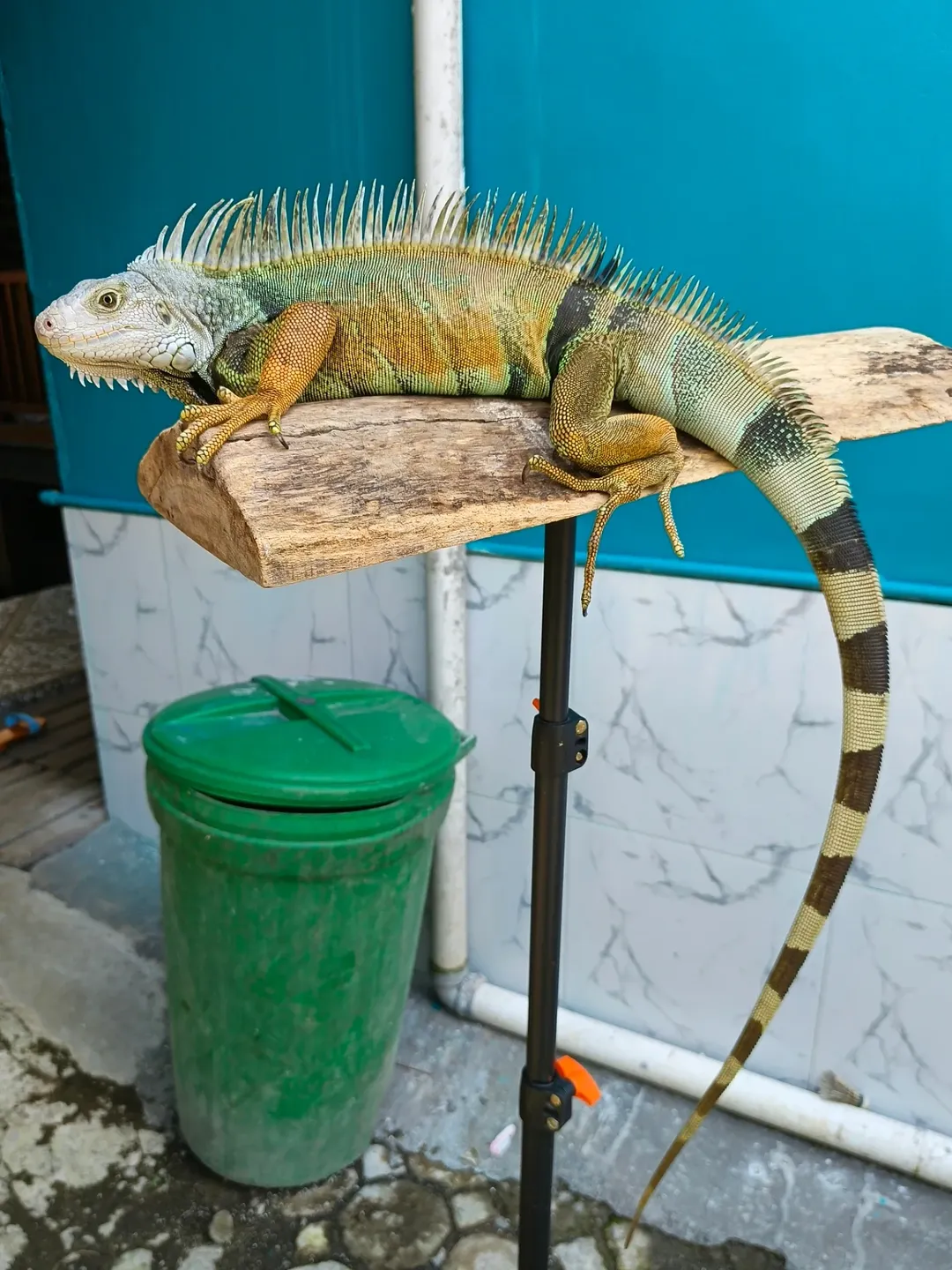 Iguana Verde Común