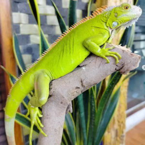 Iguana Hypo Verde