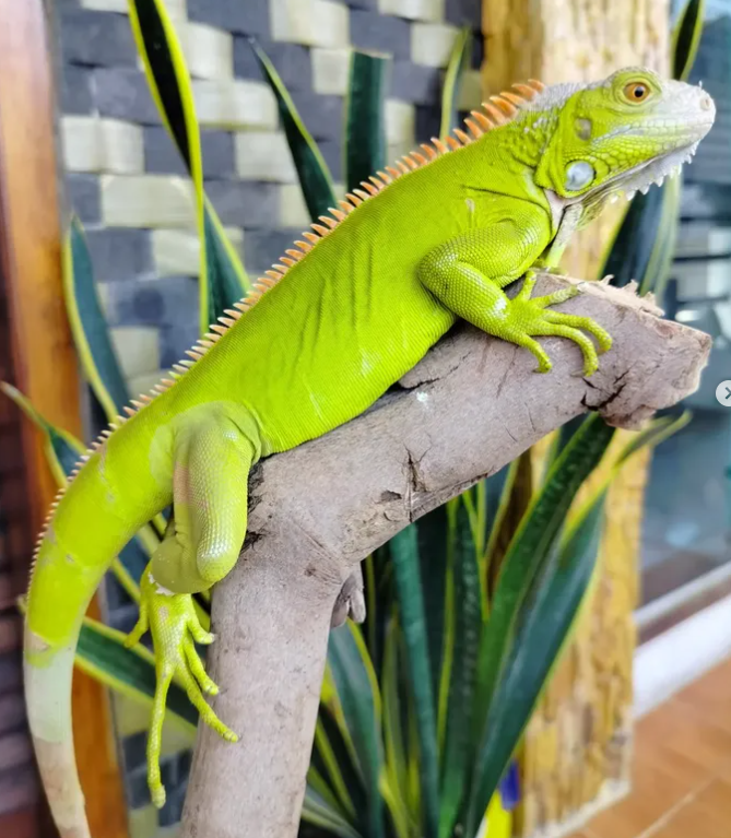 Iguana Hypo Verde