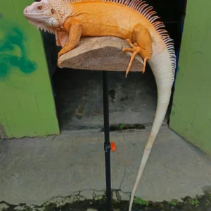 Iguana Roja Albina (Adulto)