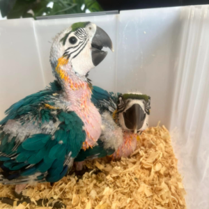 Sky - Macho de Guacamayo Azul y Amarillo de 3 meses