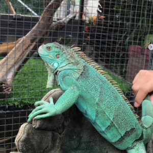 Iguana Verde