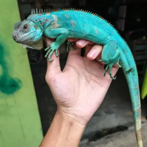 Iguana Axántica (Azul)