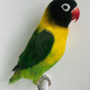 Inseparable de Máscara Negra (Black Masked Lovebird) - Macho y Hembra Disponibles