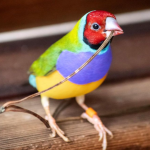 Diamante de Gould (Gouldian Finch) - Macho y Hembra Disponibles
