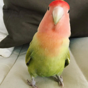 Inseparable de Cara Melocotón (Peach Faced Lovebird) - Macho y Hembra Disponibles