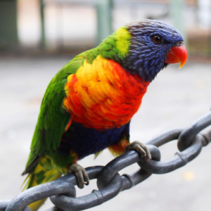 Lori Arcoíris (Rainbow Lorikeet) - Macho y Hembra Disponibles