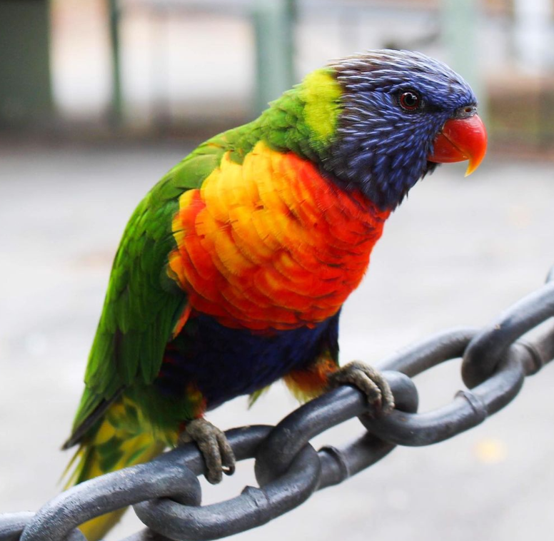 Lori Arcoíris (Rainbow Lorikeet) - Macho y Hembra Disponibles