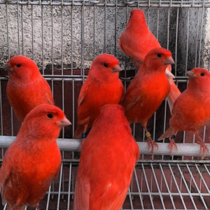 Canario Factor Rojo - Macho y Hembra Disponibles