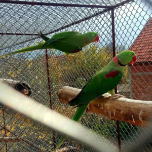 Periquito Alejandrino (Alexandrine Parakeet) - 06 meses - Macho y Hembra Disponibles