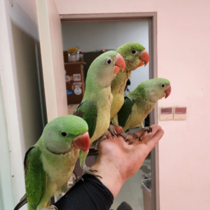 Periquito Alejandrino (Alexandrine Parakeet) - 03 meses - Macho y Hembra Disponibles