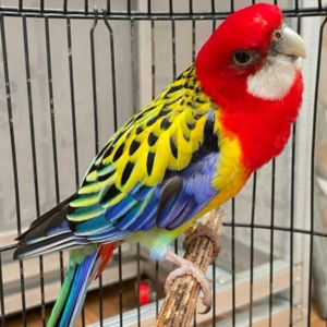 Rosella Oriental (Eastern Rosella) - Macho y Hembra Disponibles