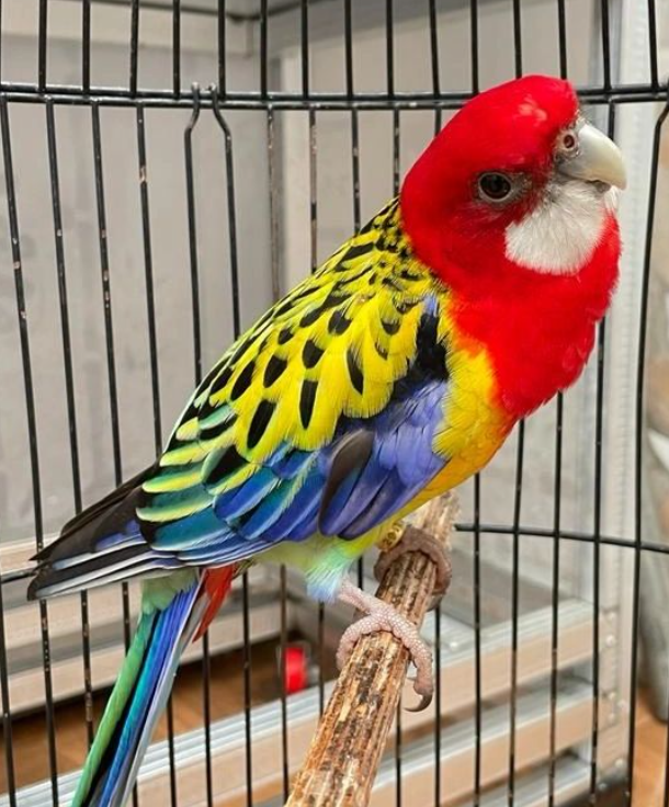 Rosella Oriental (Eastern Rosella) - Macho y Hembra Disponibles