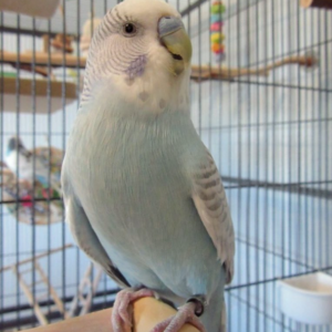 Periquito Australianito (Budgies / Periquitos Comunes) - Macho y Hembra Disponibles
