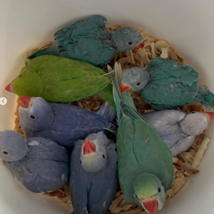 Periquito Indio (Indian Ringneck) - Macho y Hembra Disponibles