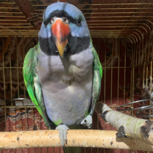 Periquito de Derby (Lord Derby's Parakeet) - Macho y Hembra Disponibles