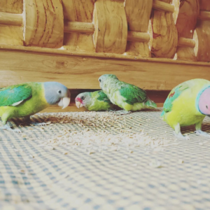 Periquito de Cabeza Ciruela (Plum Headed Parakeet) - Macho y Hembra Disponibles
