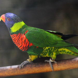 ori Coco (Coconut Lorikeet) - Macho y Hembra Disponibles